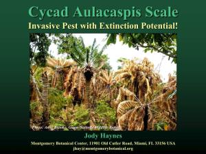 Cycad Aulacaspis Scale