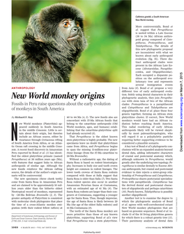 New World Monkey Origins