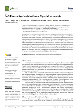 Fe-S Protein Synthesis in Green Algae Mitochondria