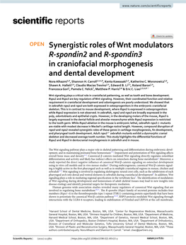 Synergistic Roles of Wnt Modulators R-Spondin2 and R-Spondin3 In