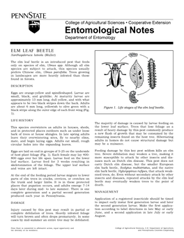 Entomological Notes: Elm Leaf Beetle