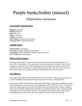 Purple Bankclimber (Mussel)