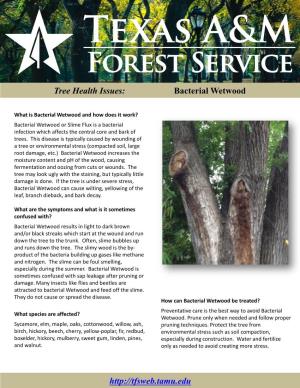 Tree Health Issues: Bacterial Wetwood