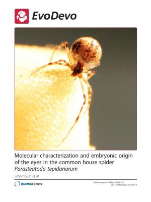 Molecular Characterization and Embryonic Origin of the Eyes in the Common House Spider Parasteatoda Tepidariorum Schomburg Et Al