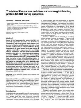 The Fate of the Nuclear Matrix-Associated-Region-Binding Protein SATB1 During Apoptosis