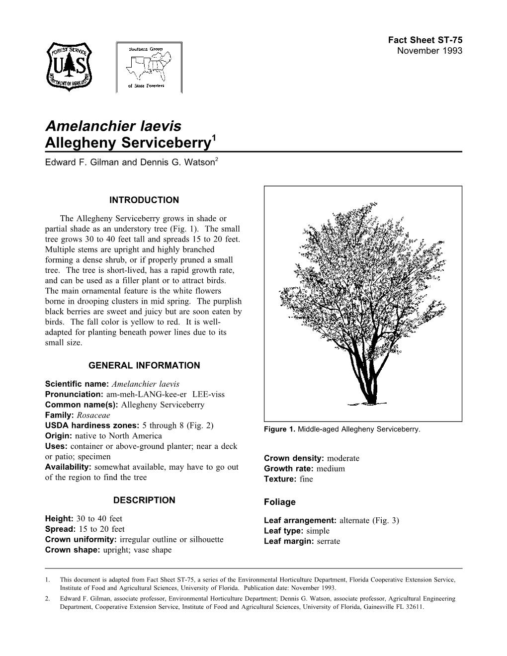 Amelanchier Laevis Allegheny Serviceberry1 Edward F