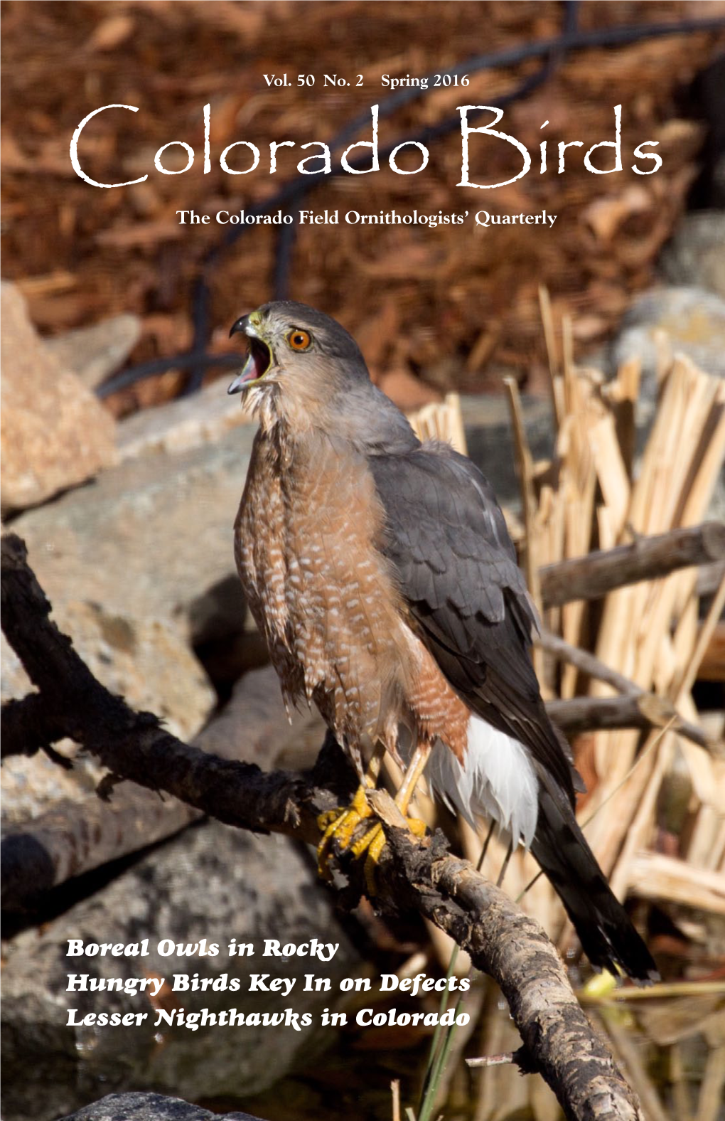 Colorado Birds the Colorado Field Ornithologists’ Quarterly