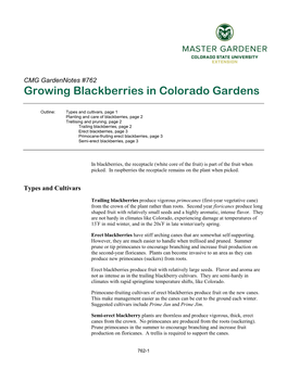 Growing Blackberries in Colorado Gardens