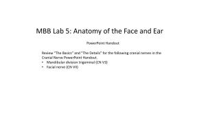 MBB Lab 5: Anatomy of the Face and Ear