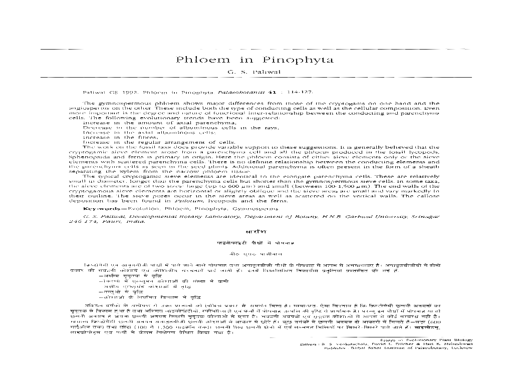 Phloem in Pinophyta