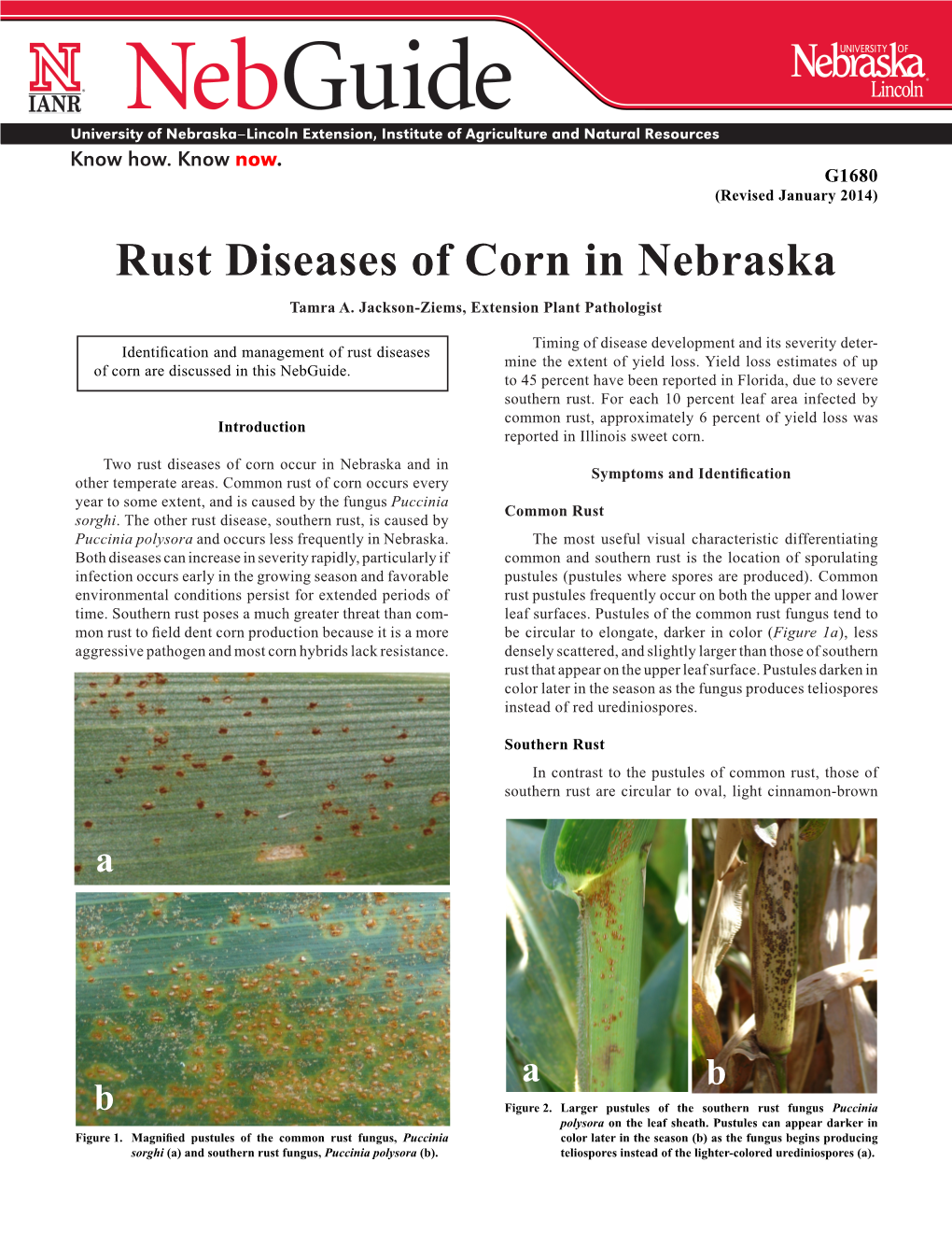 Rust Diseases of Corn in Nebraska Tamra A