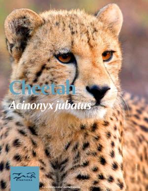 Cheetah Acinonyx Jubatus WIDELY KNOWN AS the PLANET’S FASTEST LAND ANIMAL, the CHEETAH IS ALSO the LEAST DANGEROUS BIG CAT