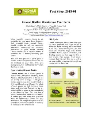 Ground Beetles: Warriors on Your Farm