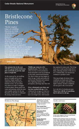 Bristlecone Pine Brochure