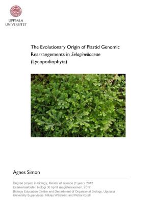 Rearrangements in Selaginellaceae (Lycopodiophyta) Agnes Simon