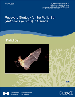 Pallid Bat (Antrozous Pallidus) in Canada