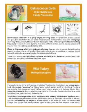 Turkey, Grouse, Bobwhite & Pheasant Wildlife Chapter Template