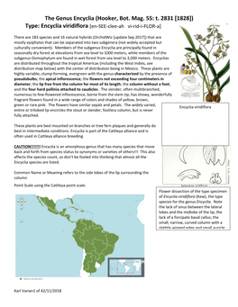 The Genus Encyclia (Hooker, Bot. Mag. 55: T. 2831 [1828]) Type: Encyclia Viridiflora [En-SEE-Clee-Ah Vi-Rid-I-FLOR-A]