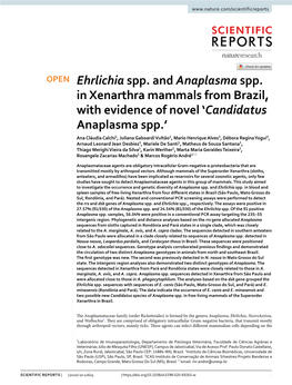 Ehrlichia Spp. and Anaplasma Spp. in Xenarthra Mammals from Brazil