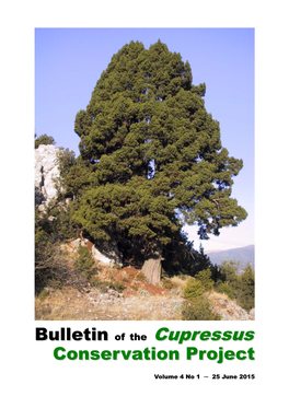 Juniperus Drupacea in the Peloponnese (Greece)