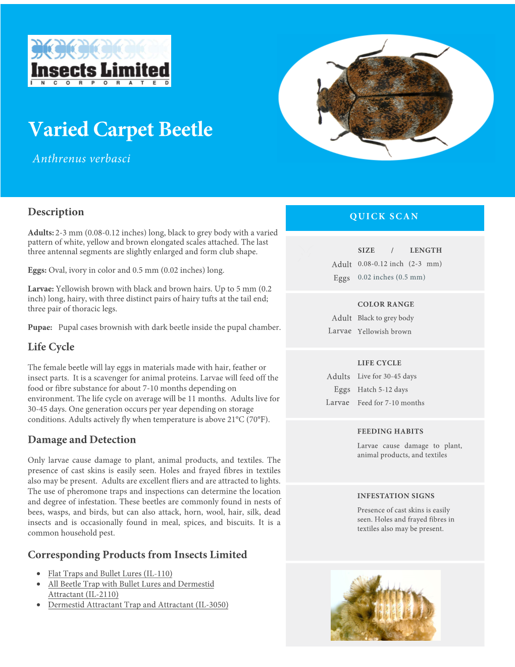 Varied Carpet Beetle Anthrenus Verbasci