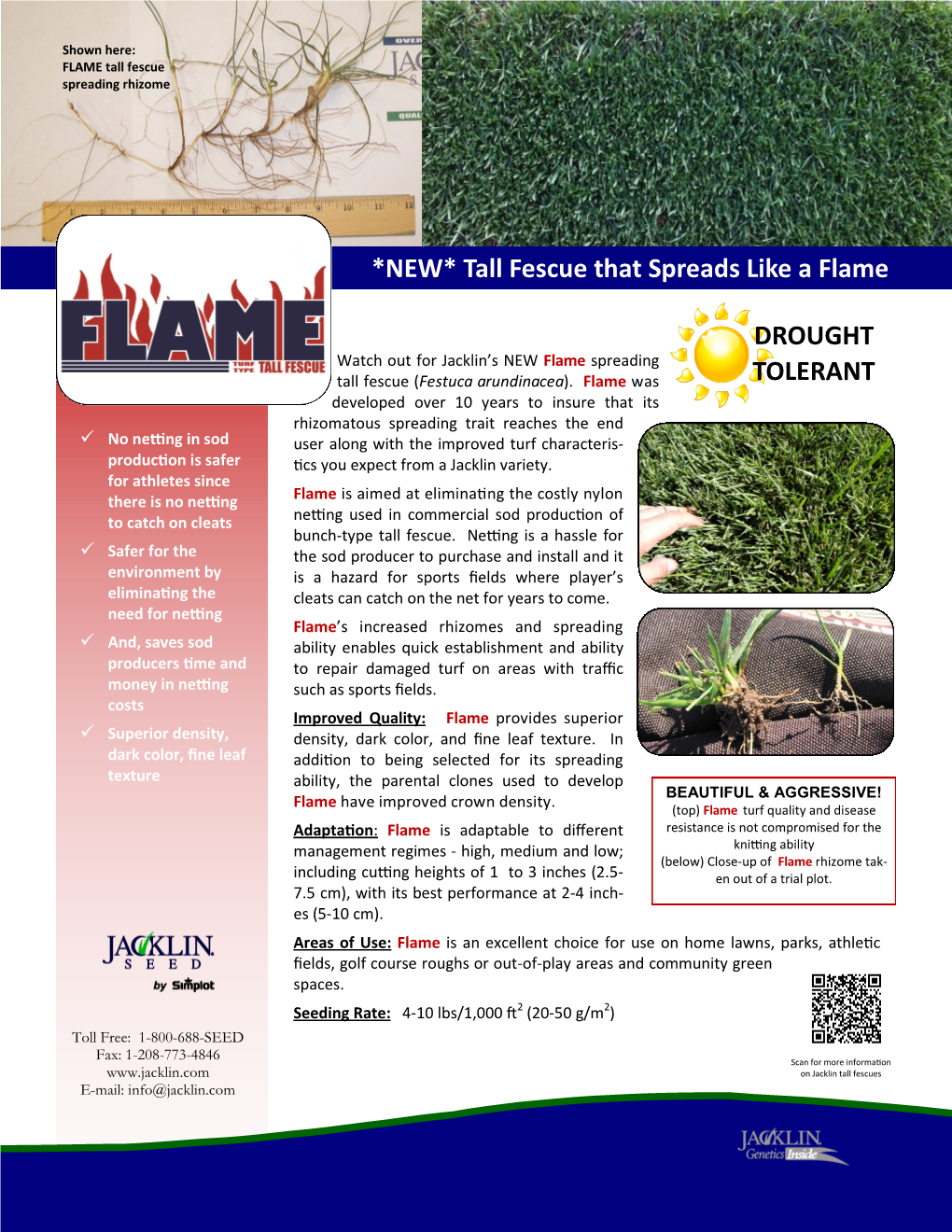 *NEW* Tall Fescue That Spreads Like a Flame DROUGHT TOLERANT