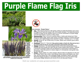 Iris Versicolor 'Purple Flame;' • Use: Blue Flag Iris Blooms in Late Spring