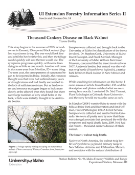 Thousand Cankers Disease of Black Walnut
