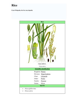 Rice Scientific Classification Kingdom: Plantae Division: Magnoliophyta