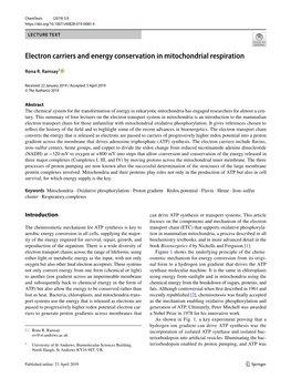 Electron Carriers and Energy Conservation in Mitochondrial Respiration