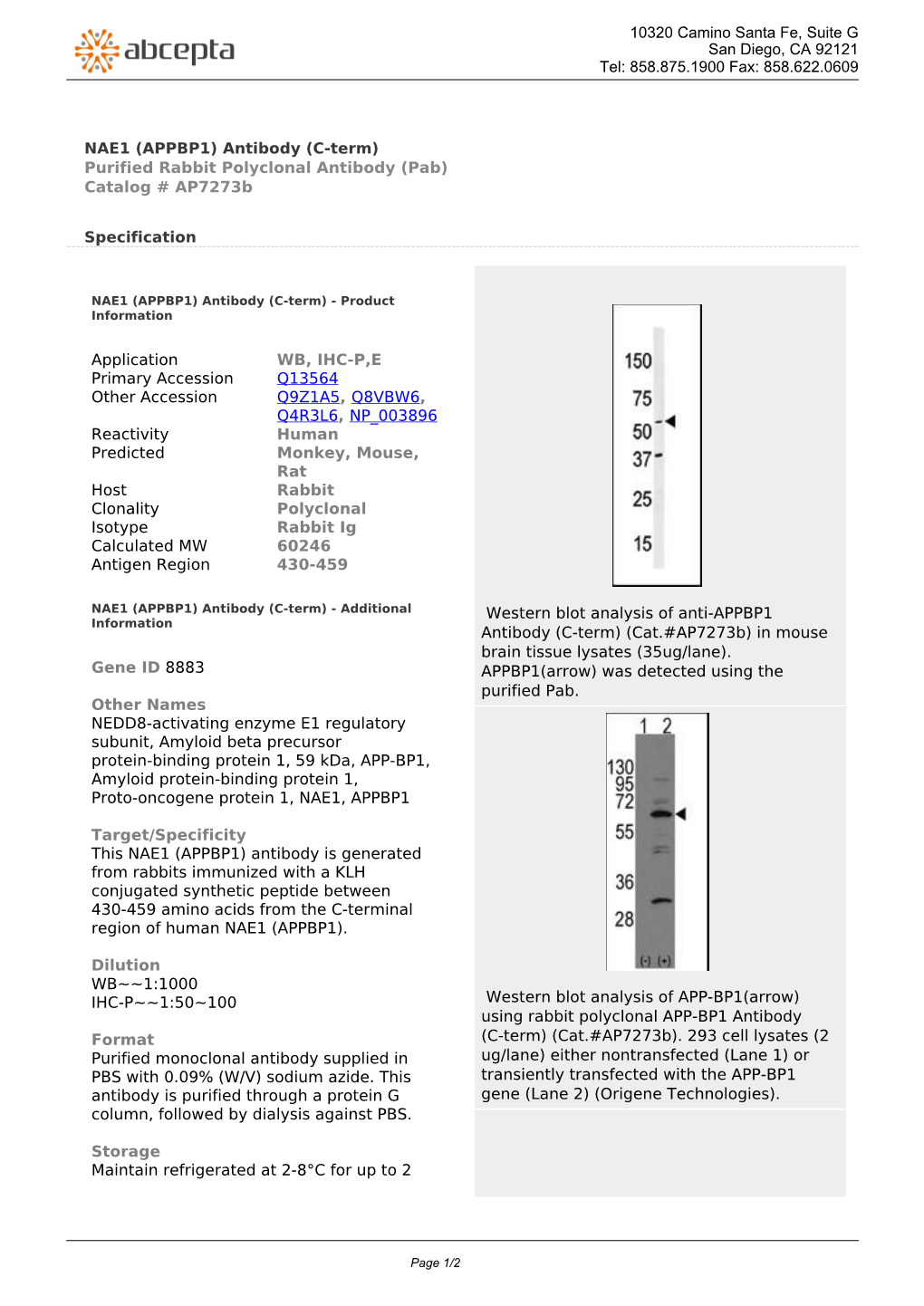 NAE1 (APPBP1) Antibody (C-Term) Purified Rabbit Polyclonal Antibody (Pab) Catalog # Ap7273b