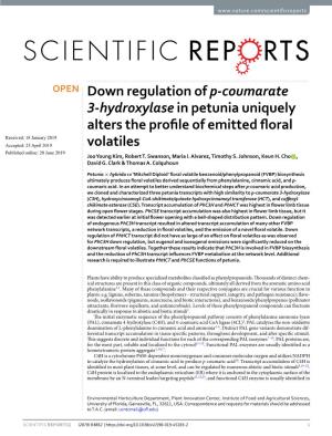 Down Regulation of P-Coumarate 3-Hydroxylase in Petunia Uniquely