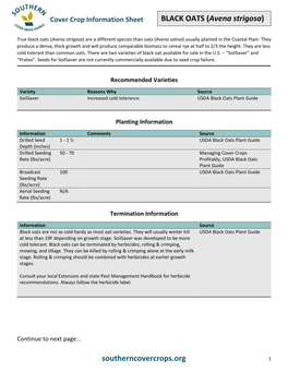 BLACK OATS (Avena Strigosa)