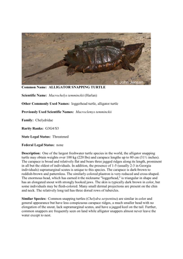 Common Name: ALLIGATOR SNAPPING TURTLE