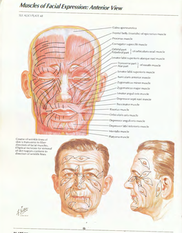 Muscles of Facial Expression: Anterior View