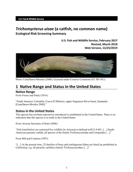 Trichomycterus Uisae (A Catfish, No Common Name) Ecological Risk Screening Summary