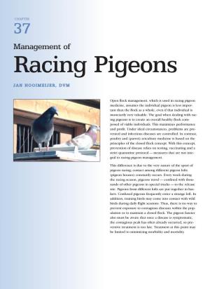 Management of Racing Pigeons