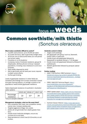 Common Sowthistle/Milk Thistle (Sonchus Oleraceus)