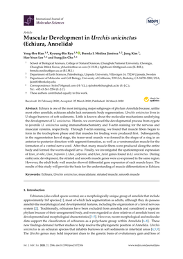 Muscular Development in Urechis Unicinctus (Echiura, Annelida)