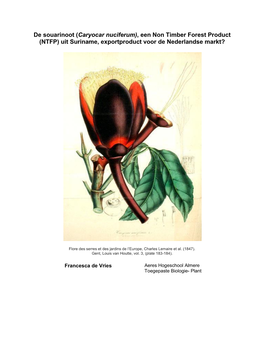 De Souarinoot (Caryocar Nuciferum), Een Non Timber Forest Product (NTFP) Uit Suriname, Exportproduct Voor De Nederlandse Markt?