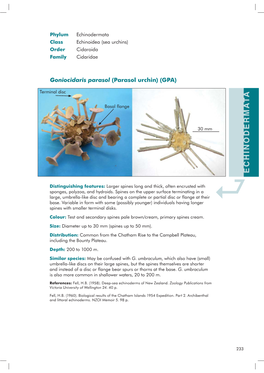 Echinodermata Class Echinoidea (Sea Urchins) Order Cidaroida Family Cidaridae