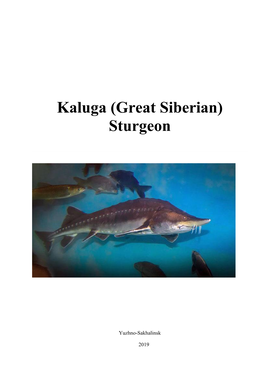 Kaluga (Great Siberian) Sturgeon
