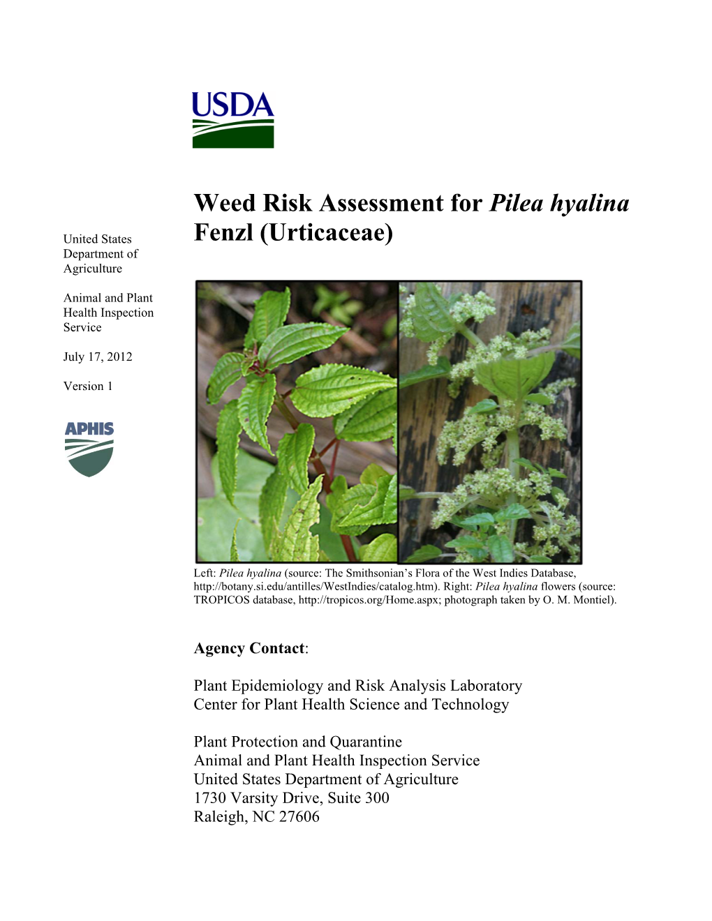 Weed Risk Assessment for Pilea Hyalina Fenzl (Urticaceae)
