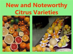 New and Noteworthy Citrus Varieties Presentation