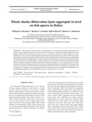 Whale Sharks Rhincodon Typus Aggregate to Feed on Fish Spawn in Belize
