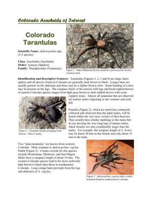 Colorado Tarantulas