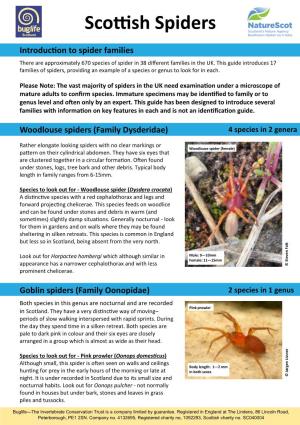 Scottish Spiders - Oonopspulcher 15Mm