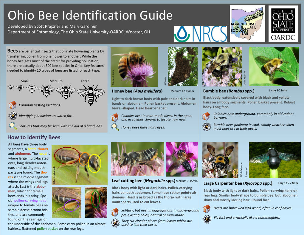 Ohio Bee Identification Guide Developed by Scott Prajzner and Mary