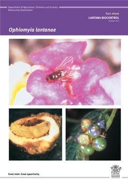 Ophiomyia Lantanae