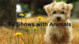 TV Shows with Animals Instructions